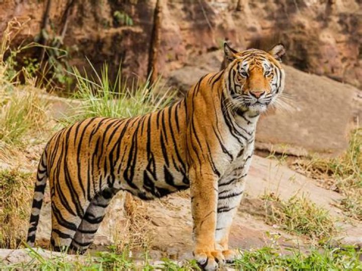 
Man-eater tiger dodges hunter, flees with goat bait 