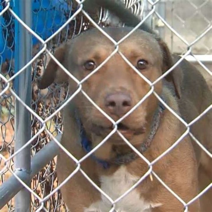 
Texas city fires animal shelter workers after dozens of pets improperly euthanized 